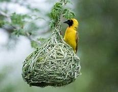 Burung Sarang Gantung